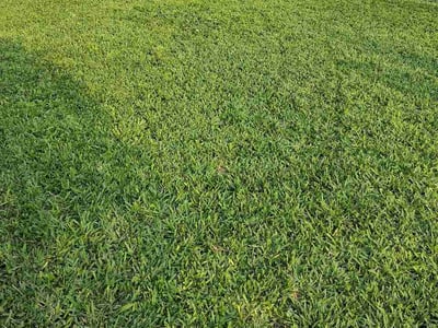 Lawn care service in Mission, 78574