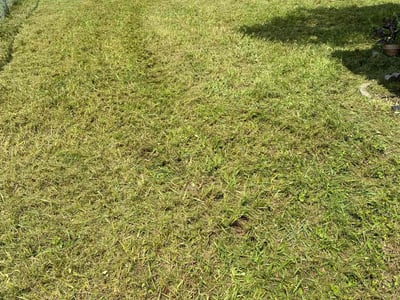 Lawn care service in Lutz, 33559