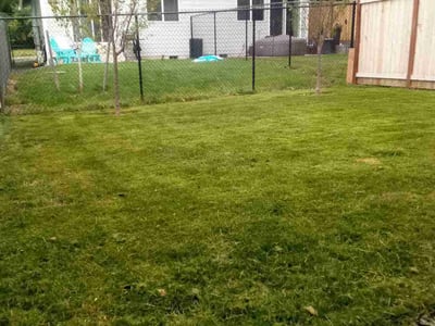 Lawn care service in Olympia, 98501