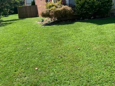 Lawn care service in Perry Hall, 21128