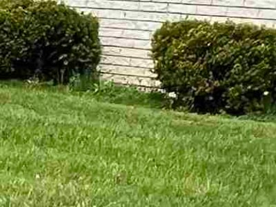 Lawn care service in Inkster, 48141