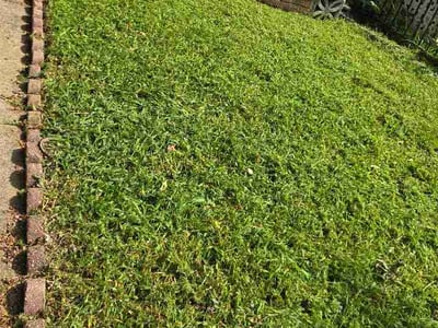 Lawn care service in Washington, 20002