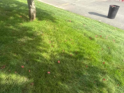 Lawn care service in LYNNWOOD, 98087