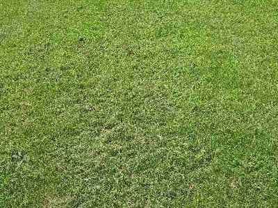 Lawn care service in Cleveland, 27013