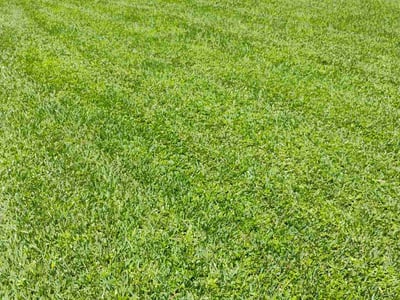 Lawn care service in Charleston, 29414