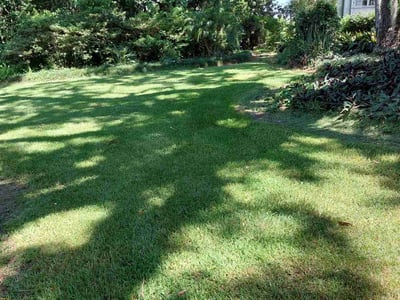 Lawn care service in Orlando, 32806