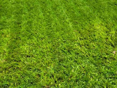 Lawn care service in Lakeland, 33810