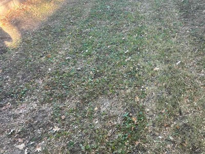 Lawn care service in Minneapolis, 55411