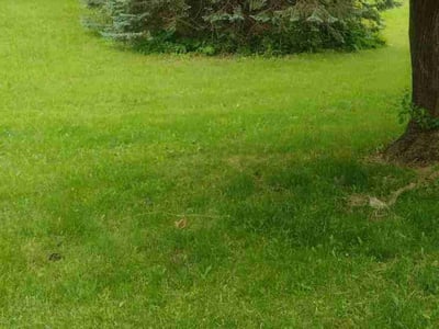Lawn care service in Appleton, 54911