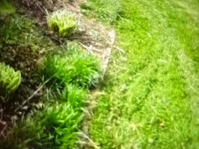 Lawn care service in Rock Island, 61201