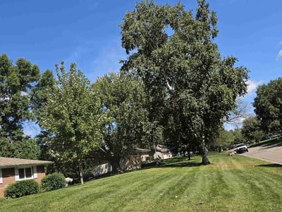 Lawn care service in Minneapolis, 55441