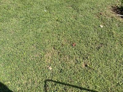 Lawn care service in Kansas City, 64118