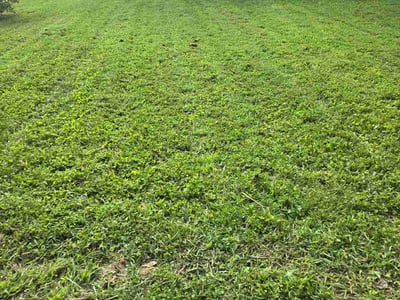 Lawn care service in Cincinnati, 45244