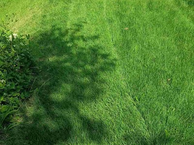 Lawn care service in St. Louis, 63111
