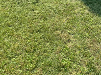 Lawn care service in Glen Allen, 23060