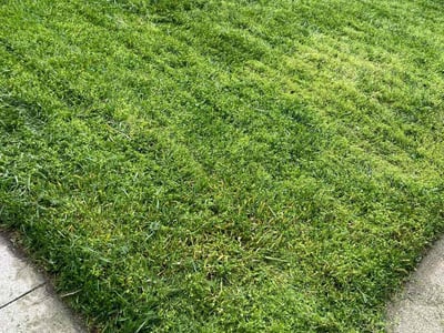 Lawn care service in Omaha, 68104