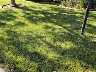 Lawn care service in Boise, 83713
