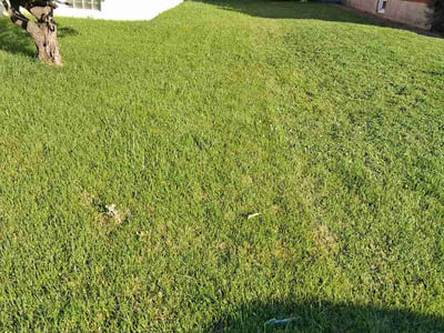 Lawn care service in Baltimore, 21206