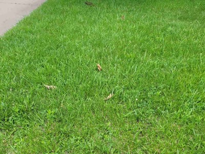 Lawn care service in Cedar Rapids, 52402
