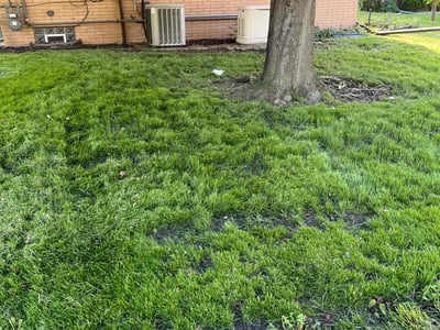 Lawn care service in Hammond, 46323