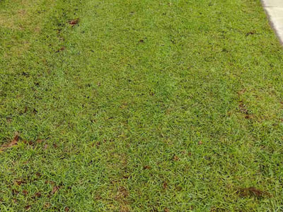 Lawn care service in Lexington, 29072
