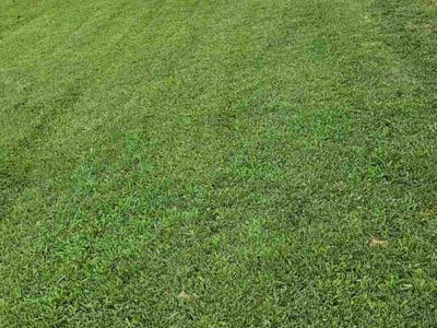 Lawn care service in Parkville, 21234