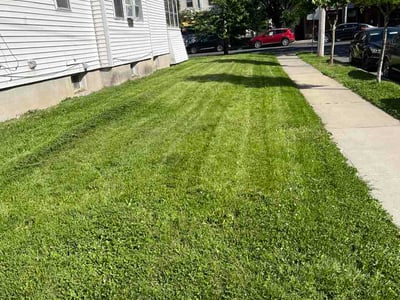 Lawn care service in Albany, 12209