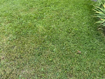 Lawn care service in Auburn Hills, 48326