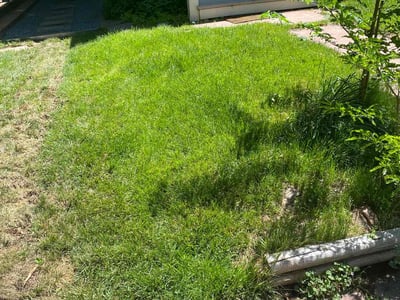 Lawn care service in Denver, 80206