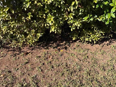Lawn care service in Atlanta, 30316