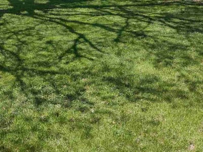 Lawn care service in Des Moines, 50317