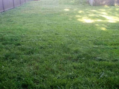 Lawn care service in Auburn, 98092