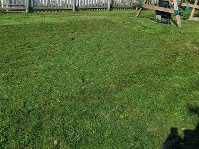 Lawn care service in Indianapolis, 46236