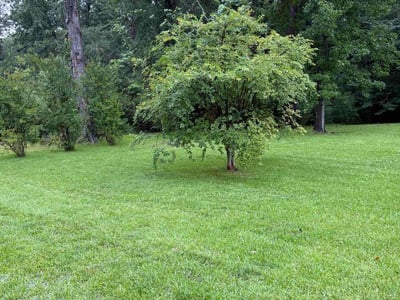Lawn care service in New Caney, 77357