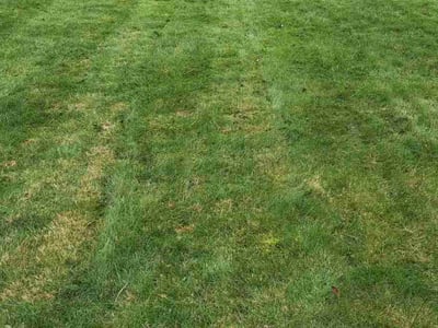 Lawn care service in Lake Forest Park, 98155