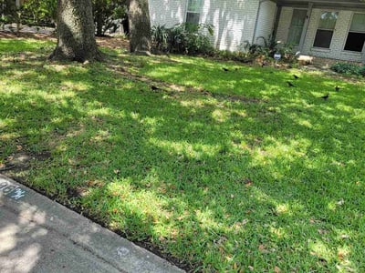Lawn care service in Houston, 77035