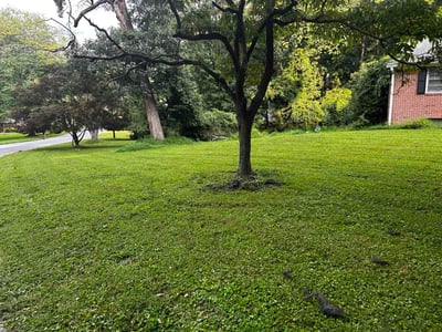 Lawn care service in Randallstown, 21133