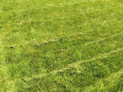 Lawn care service in Madison, 53719