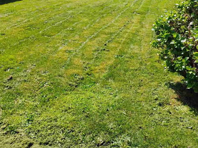 Lawn care service in Tacoma, 98444