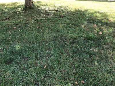 Lawn care service in Greensboro, 27405