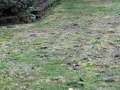 Lawn care service in , 