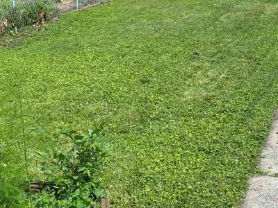 Lawn care service in , 