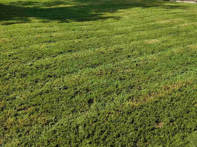 Lawn care service in Oak Grove, 42262