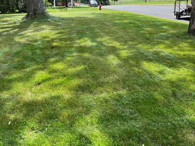 Lawn care service in Minneapolis, 55431