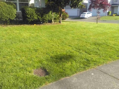 Lawn care service in Renton, 98058