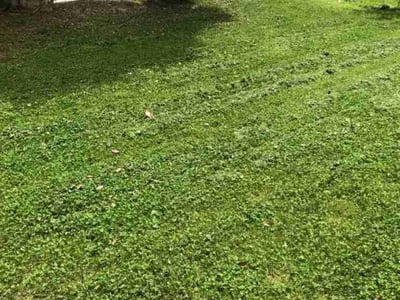 Lawn care service in Atlanta, 30318