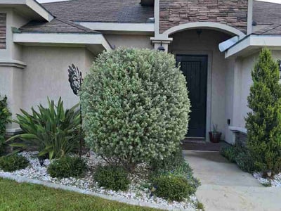 Lawn care service in McAllen, 78504