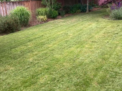 Lawn care service in Puyallup, 98373