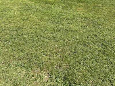 Lawn care service in Smiths Grove, 42171