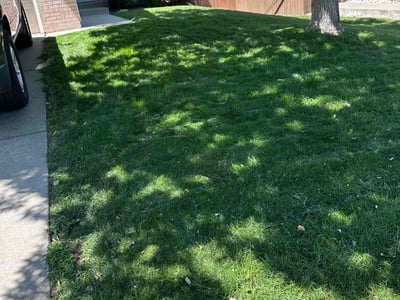 Lawn care service in Highlands Ranch, 80129